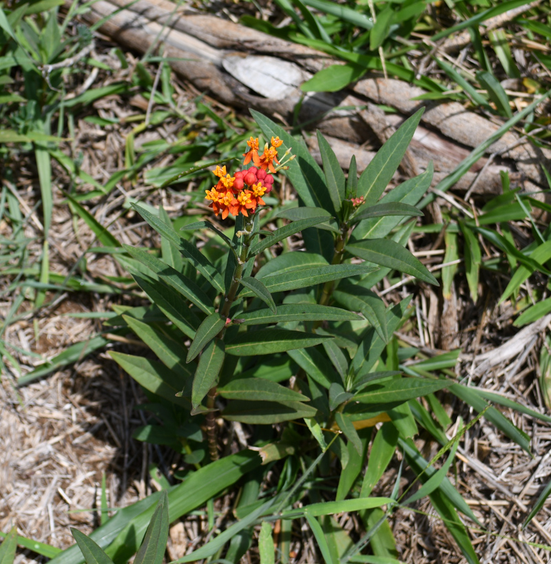 Image of Asclepias curassavica specimen.