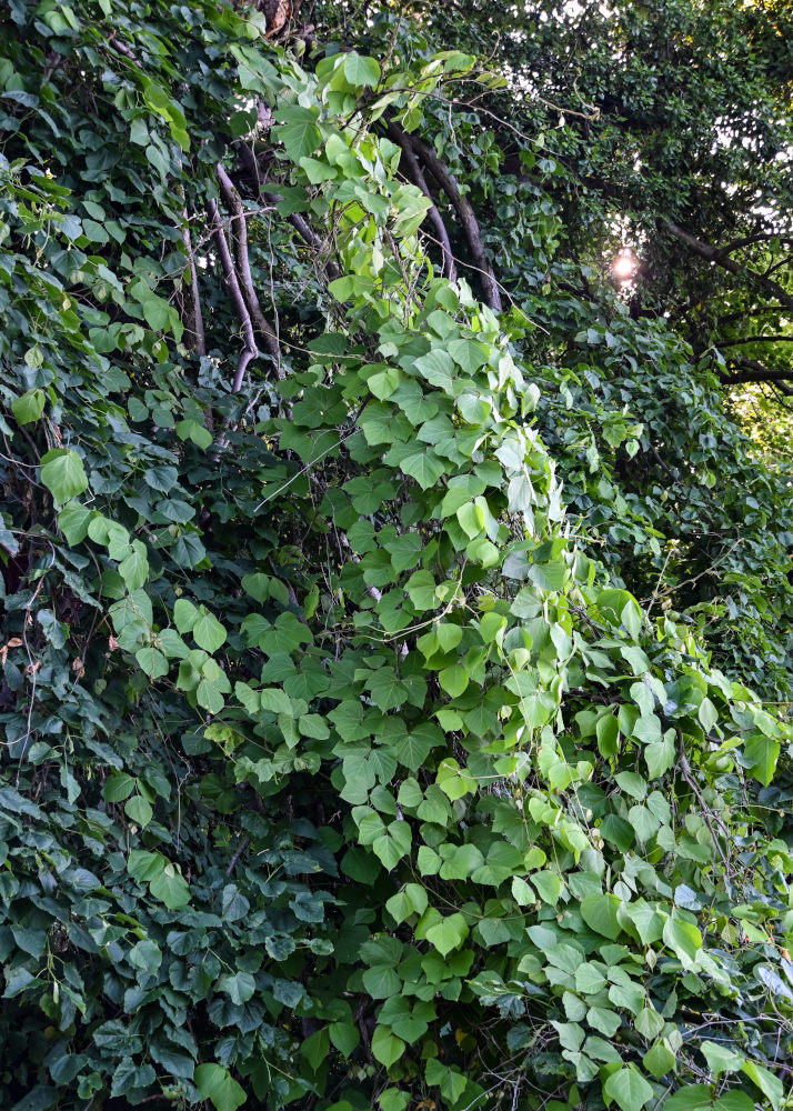 Изображение особи семейство Fabaceae.