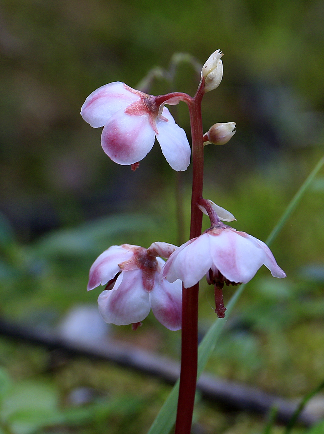 Изображение особи Pyrola incarnata.