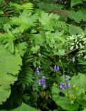 Aconitum sczukinii. Верхушка цветущего и плодоносящего растения в сообществе с Petasites, Sorbaria, Thalictrum. Сахалин, гор. округ Долинский, долина р. Красноярка, Быковские пороги, опушка смешанного леса. 13.08.2023.