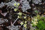 Saxifraga spinulosa. Соцветия. Красноярский край, Таймырский Долгано-Ненецкий р-н, плато Путорана, устье р. Кутарамакан, лишайниковая тундра. 23.07.2023.