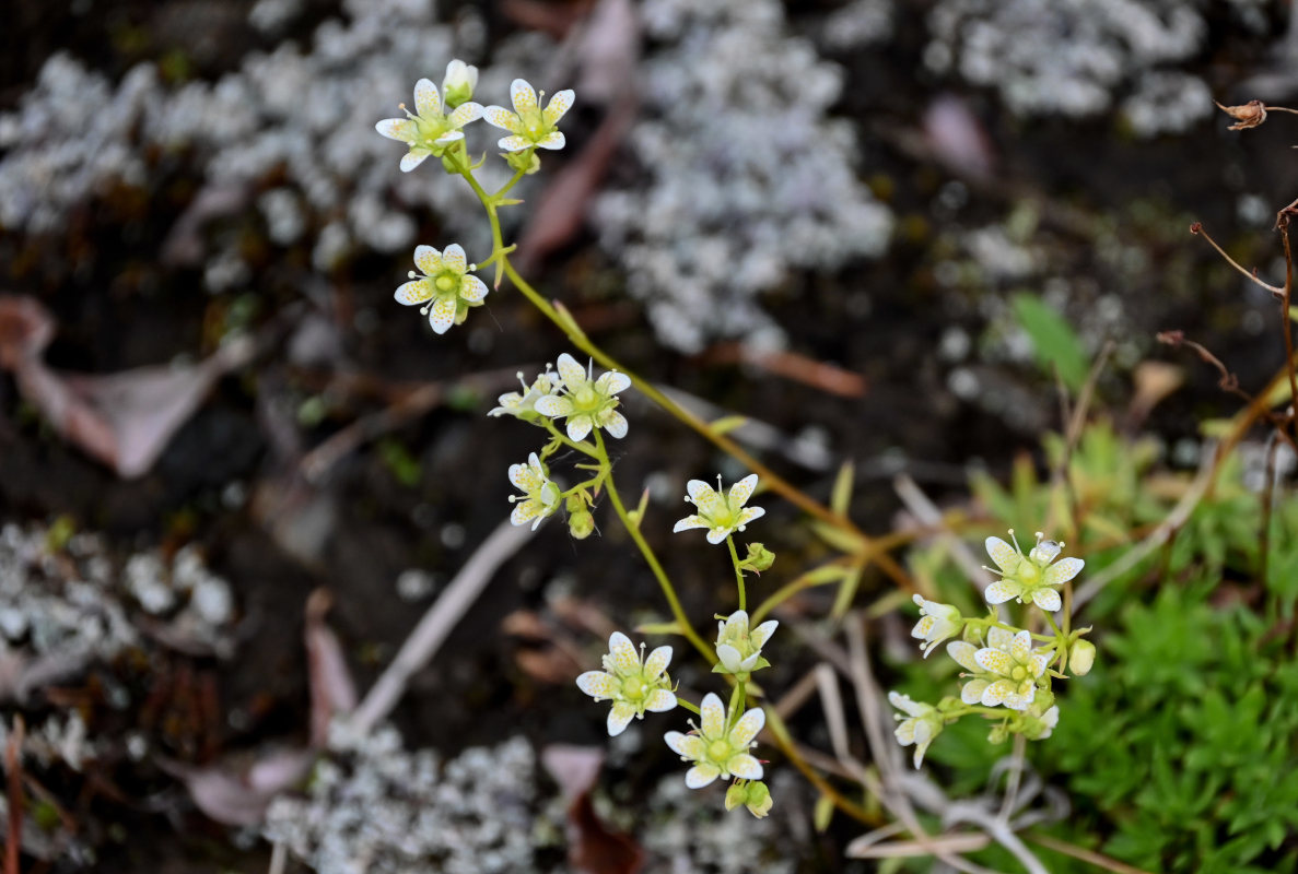 Image of Saxifraga spinulosa specimen.