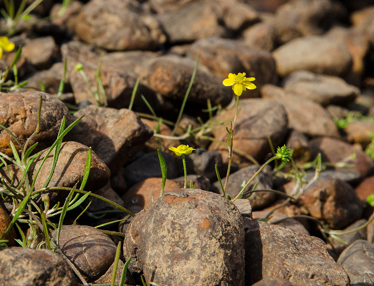 Image of Ranunculus reptans specimen.