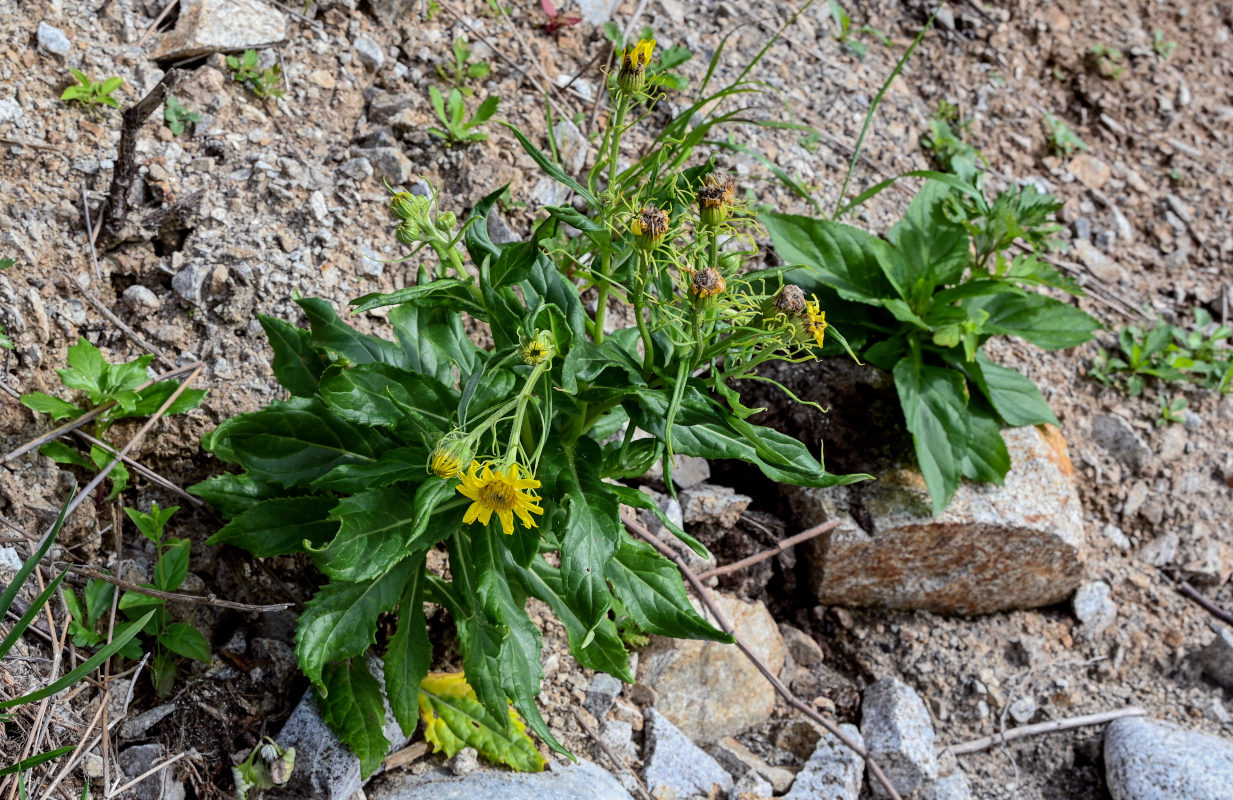 Image of Senecio pseudoarnica specimen.