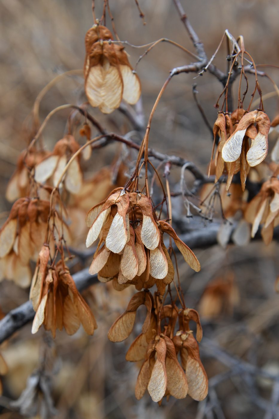 Image of Acer semenovii specimen.