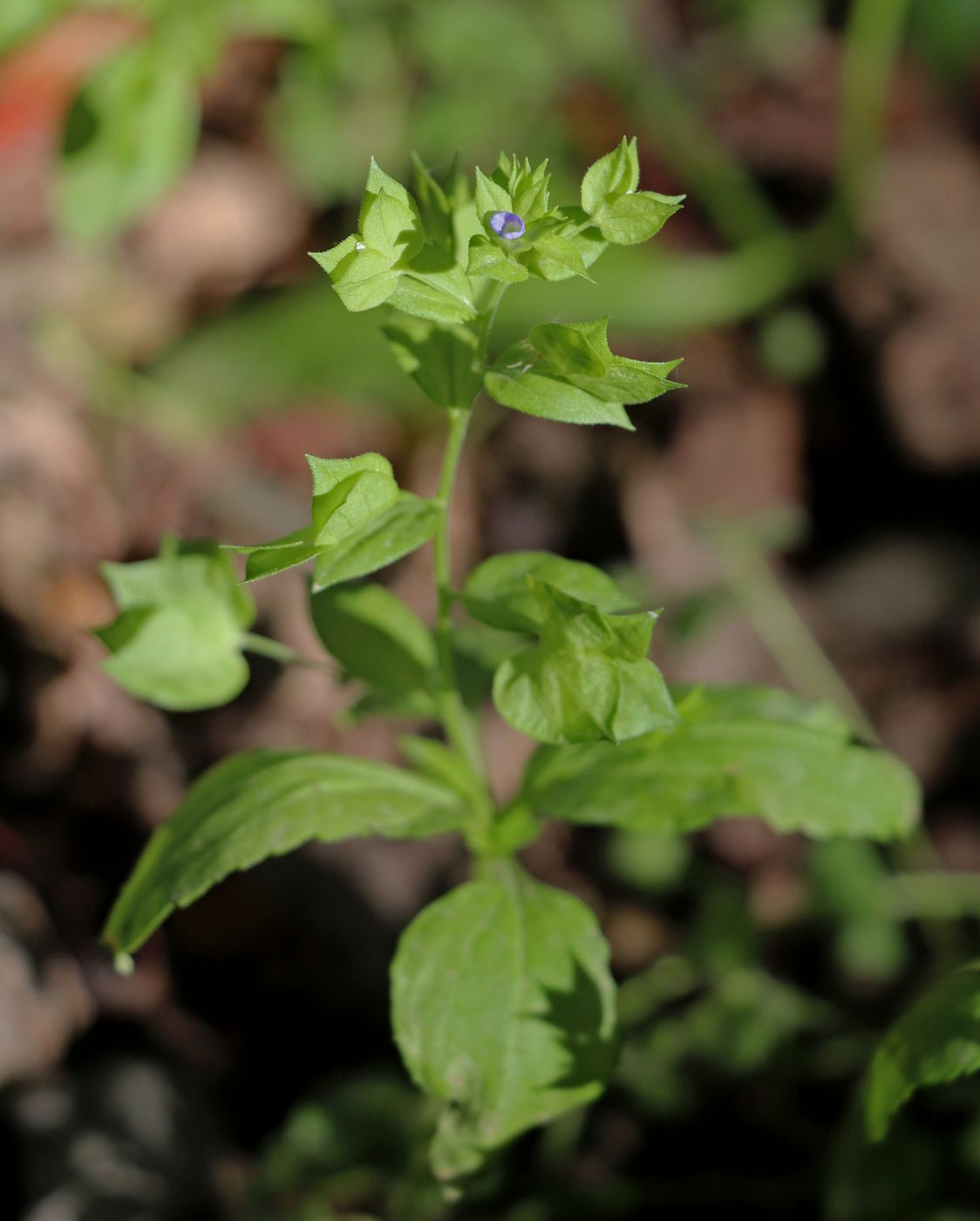 Image of Veronica cardiocarpa specimen.