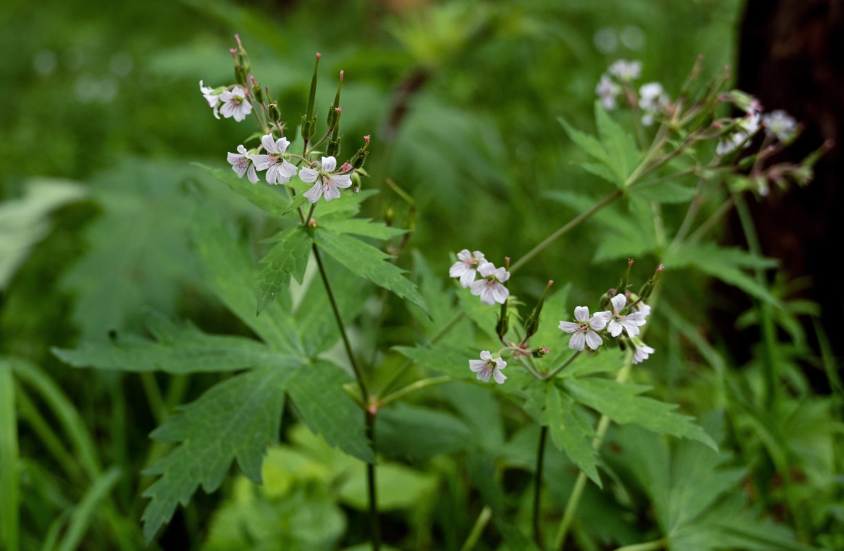 Image of Geranium krylovii specimen.