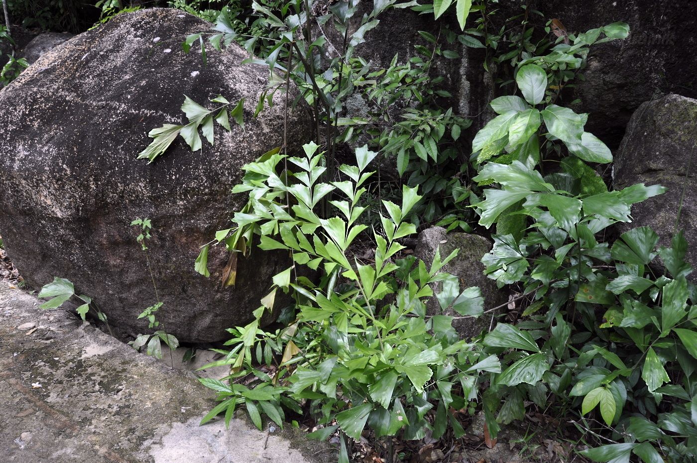 Image of Caryota mitis specimen.