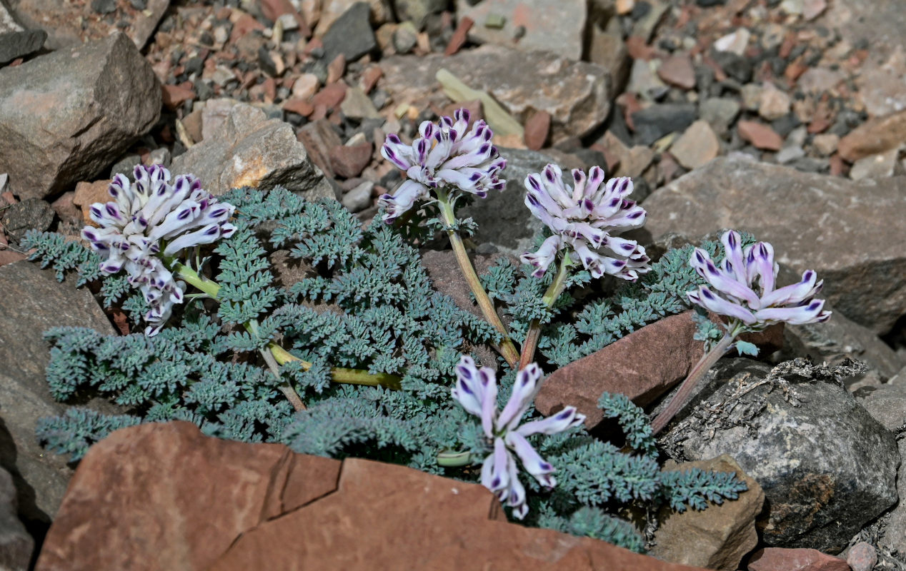 Изображение особи Cysticorydalis fedtschenkoana.