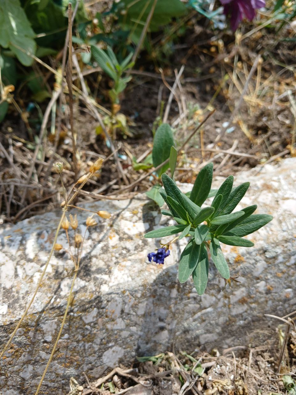 Image of Unknown species specimen.