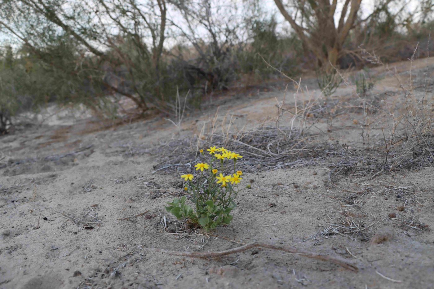 Изображение особи Senecio glaucus ssp. coronopifolius.