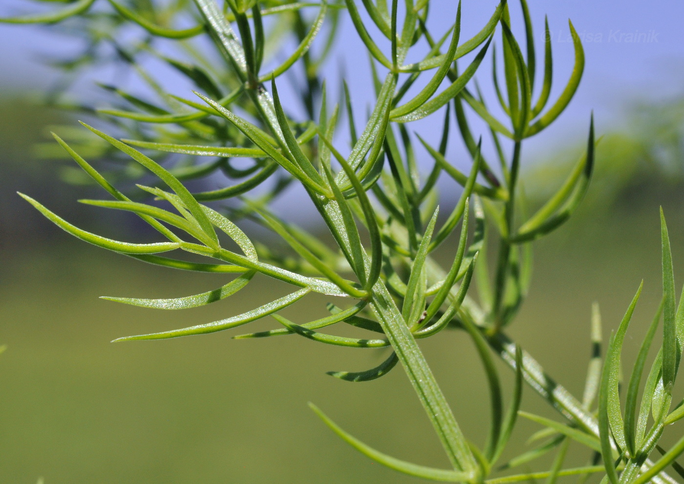 Image of Asparagus schoberioides specimen.