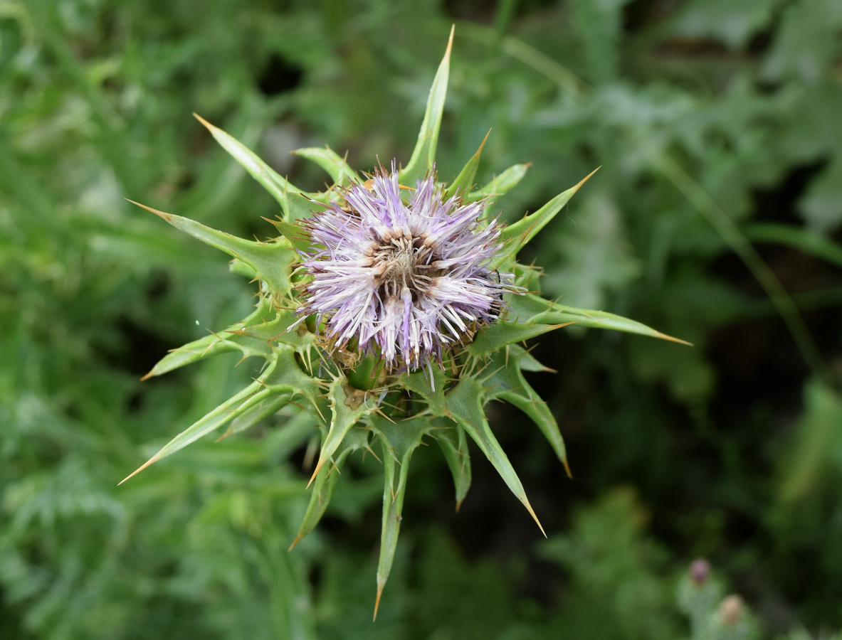 Image of Silybum marianum specimen.