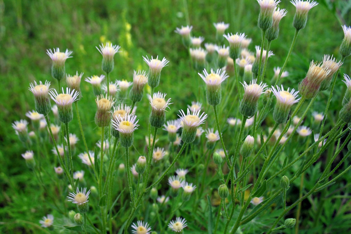 Image of Erigeron acris specimen.