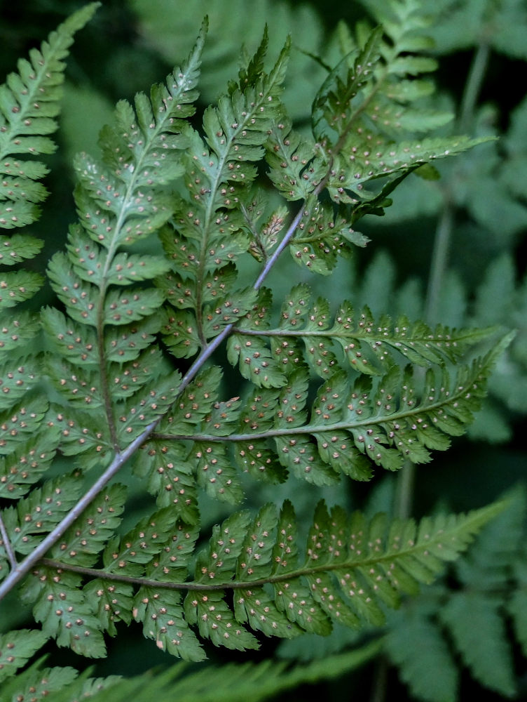 Изображение особи Dryopteris expansa.