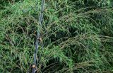 Phyllostachys pubescens. Часть побега вегетирующего растения. Китай, провинция Гуанси, рисовые террасы Лунцзи, опушка смешанного леса. 30.05.2024.