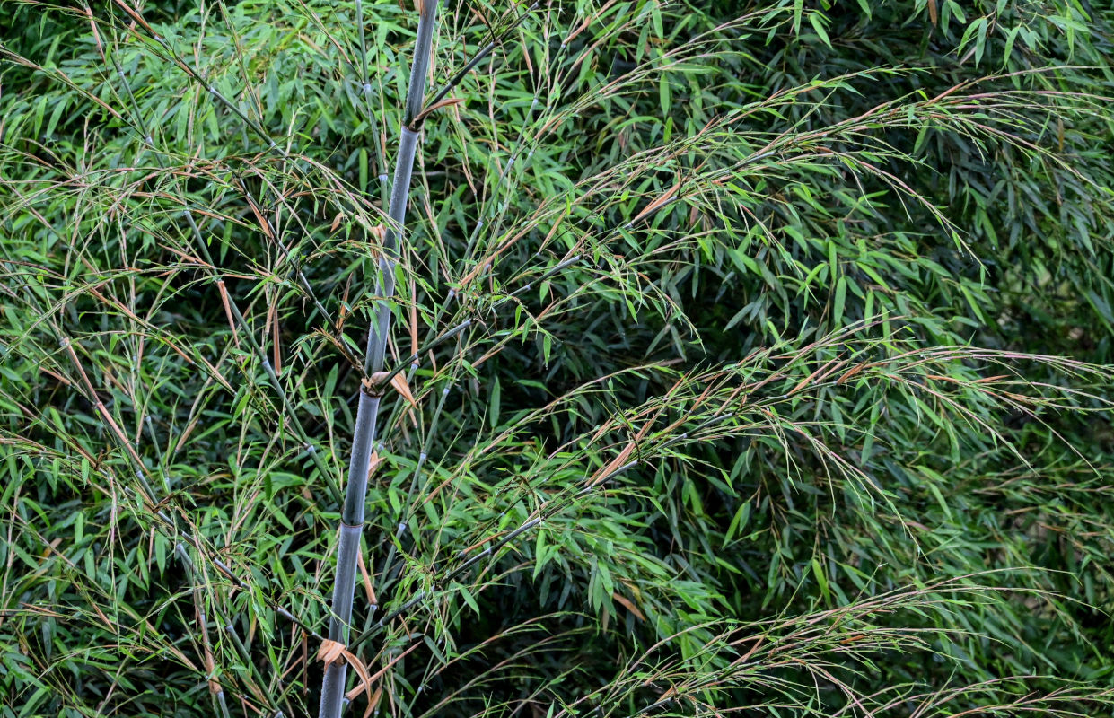 Image of Phyllostachys pubescens specimen.