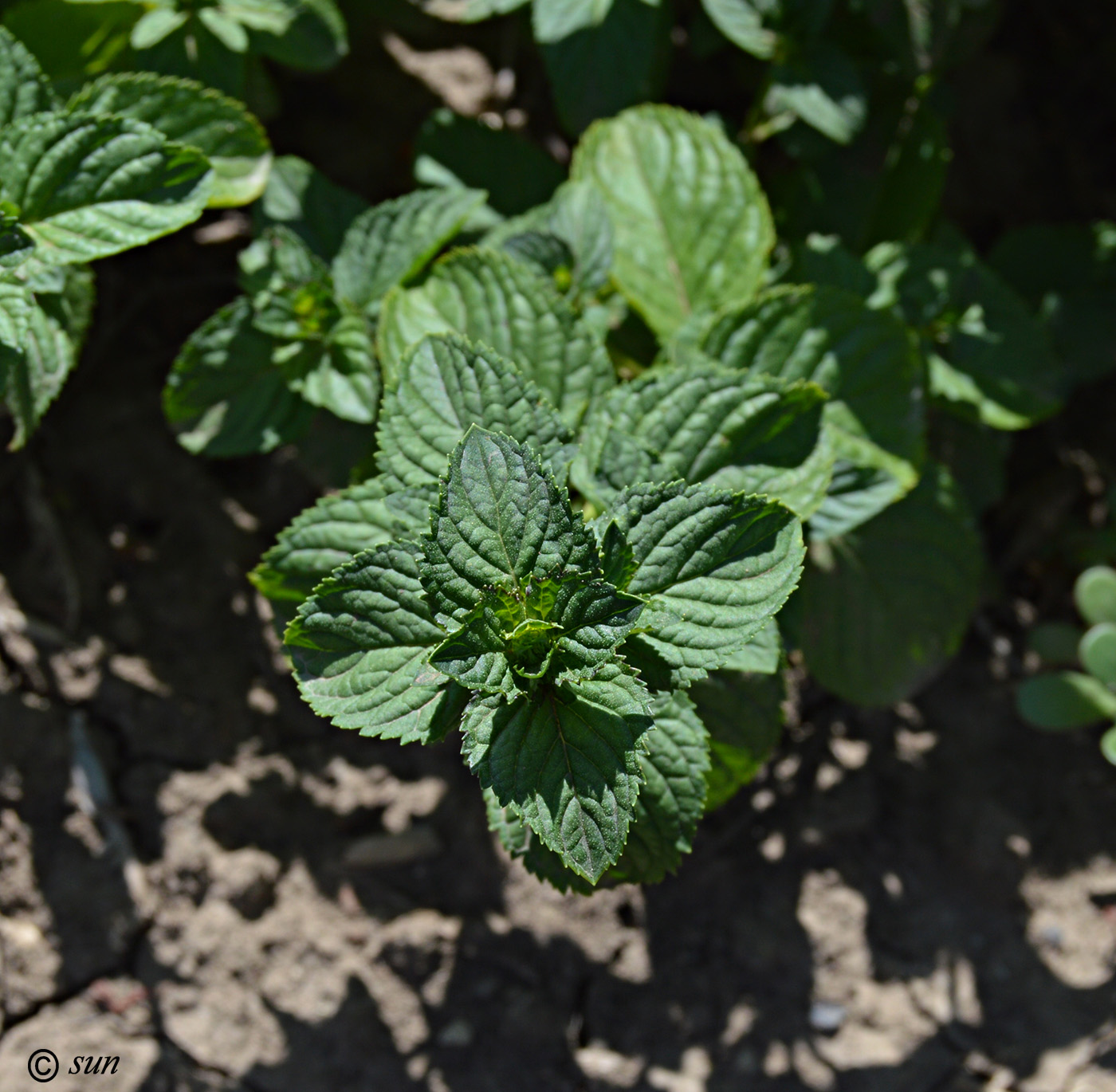 Image of Mentha &times; piperita specimen.