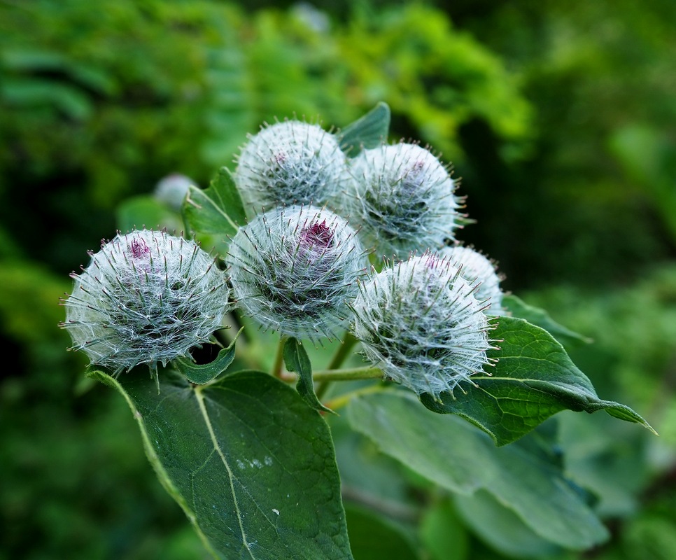 Image of Arctium tomentosum specimen.