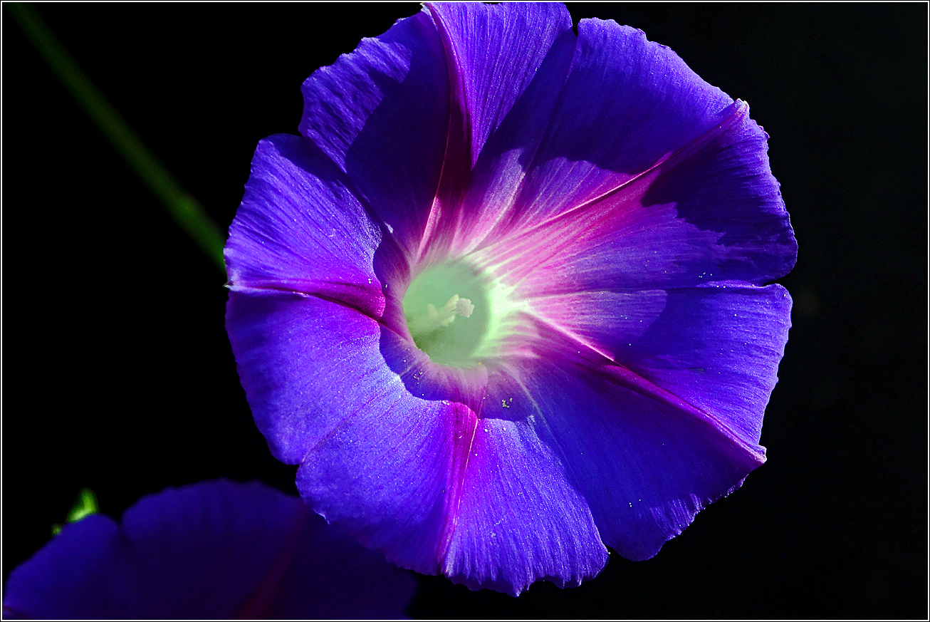 Image of Ipomoea purpurea specimen.