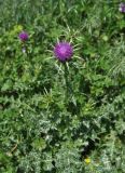 Silybum marianum