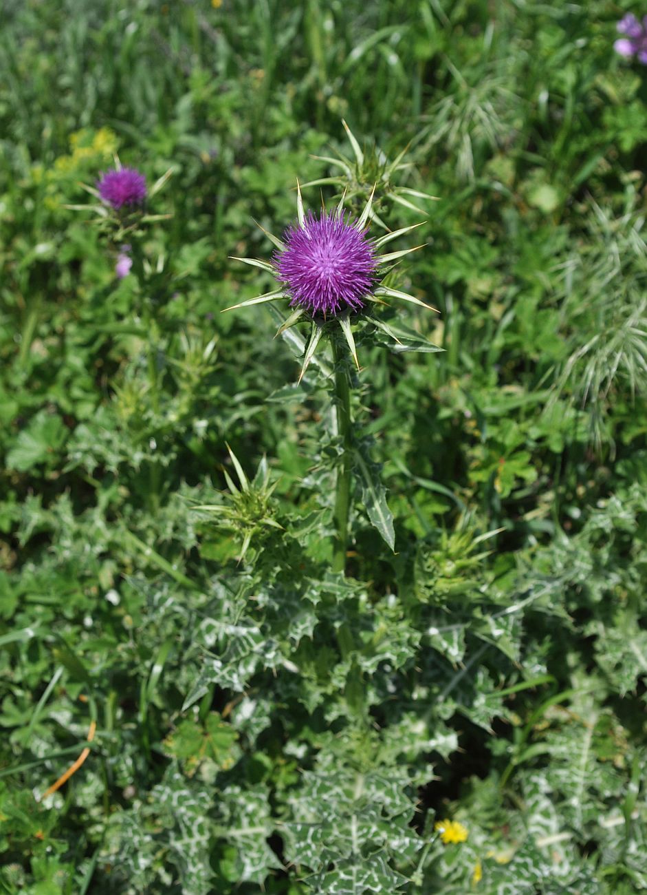 Image of Silybum marianum specimen.