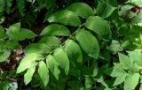 Polygonatum odoratum. Побег расцветающего растения. Брянская обл., г. Брянск, долина р. Десна, широколиственный лес. 02.05.2024.