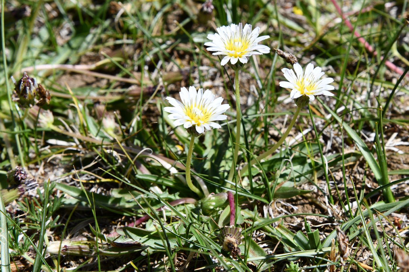 Изображение особи Taraxacum candidatum.