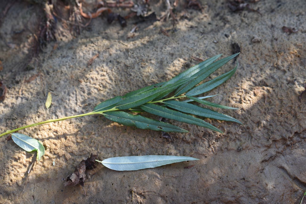 Image of genus Salix specimen.