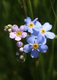 Myosotis palustris