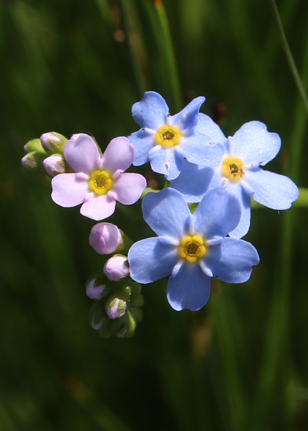 Image of Myosotis palustris specimen.