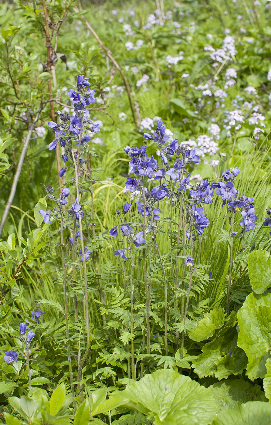 Изображение особи Polemonium chinense.