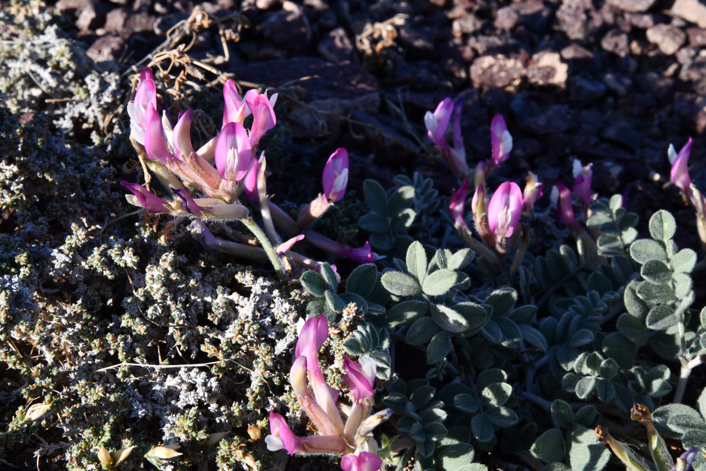 Image of Astragalus petraeus specimen.