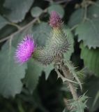 Cirsium vulgare. Верхушка побега с цветущим и отцветшим соцветием. Пермский край, г. Пермь, Кировский р-н, обочина грунтовой дороги. 27.07.2024.