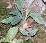 Arabis caucasica