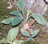 Смотреть изображение Arabis caucasica