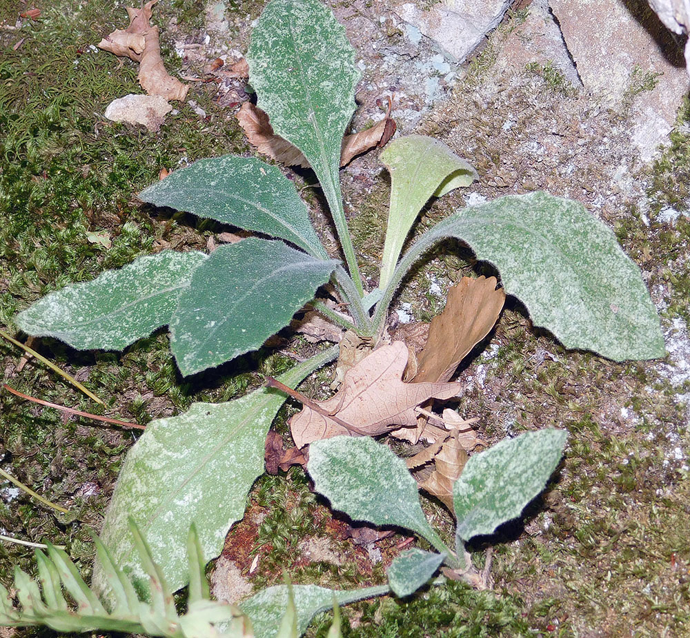 Image of Arabis caucasica specimen.