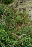 Filipendula ulmaria. Верхушки плодоносящих растений (рядом видны соцветия Calamagrostis). Московская обл., Волоколамский гор. округ, дол. р. Каменка, влажный участок на берегу реки. 17.08.2024.