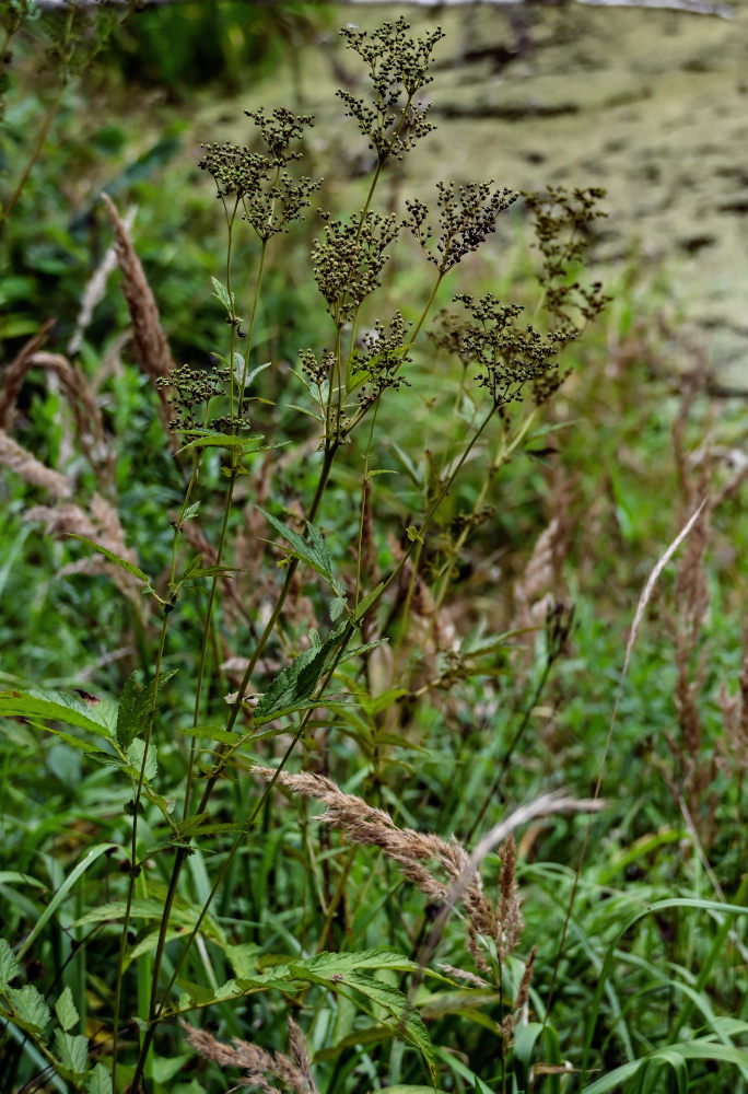 Изображение особи Filipendula ulmaria.