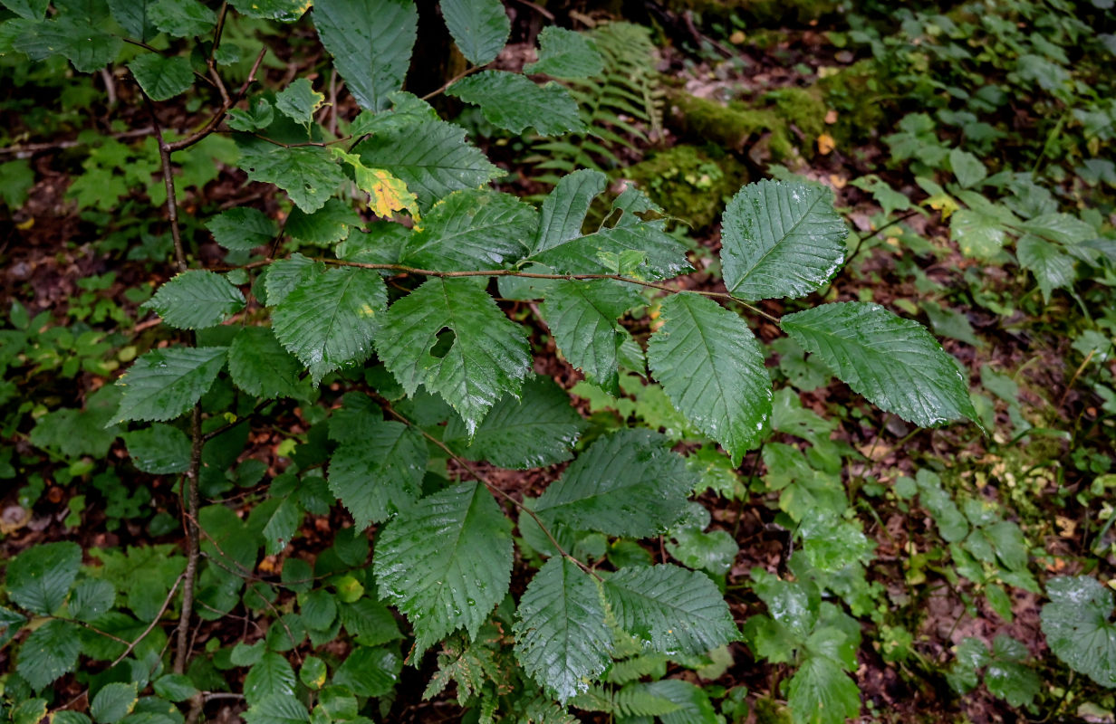 Изображение особи Ulmus glabra.