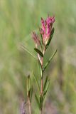 Andromeda polifolia. Верхушка плодоносящего растения с незрелыми плодами. Карелия, восточный берег оз. Топозеро, низинное болото у границы с песчаным пляжем. 03.07.2024.