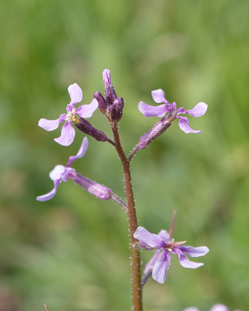 Image of Chorispora tenella specimen.