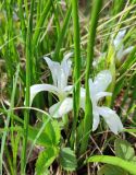 Iris ruthenica