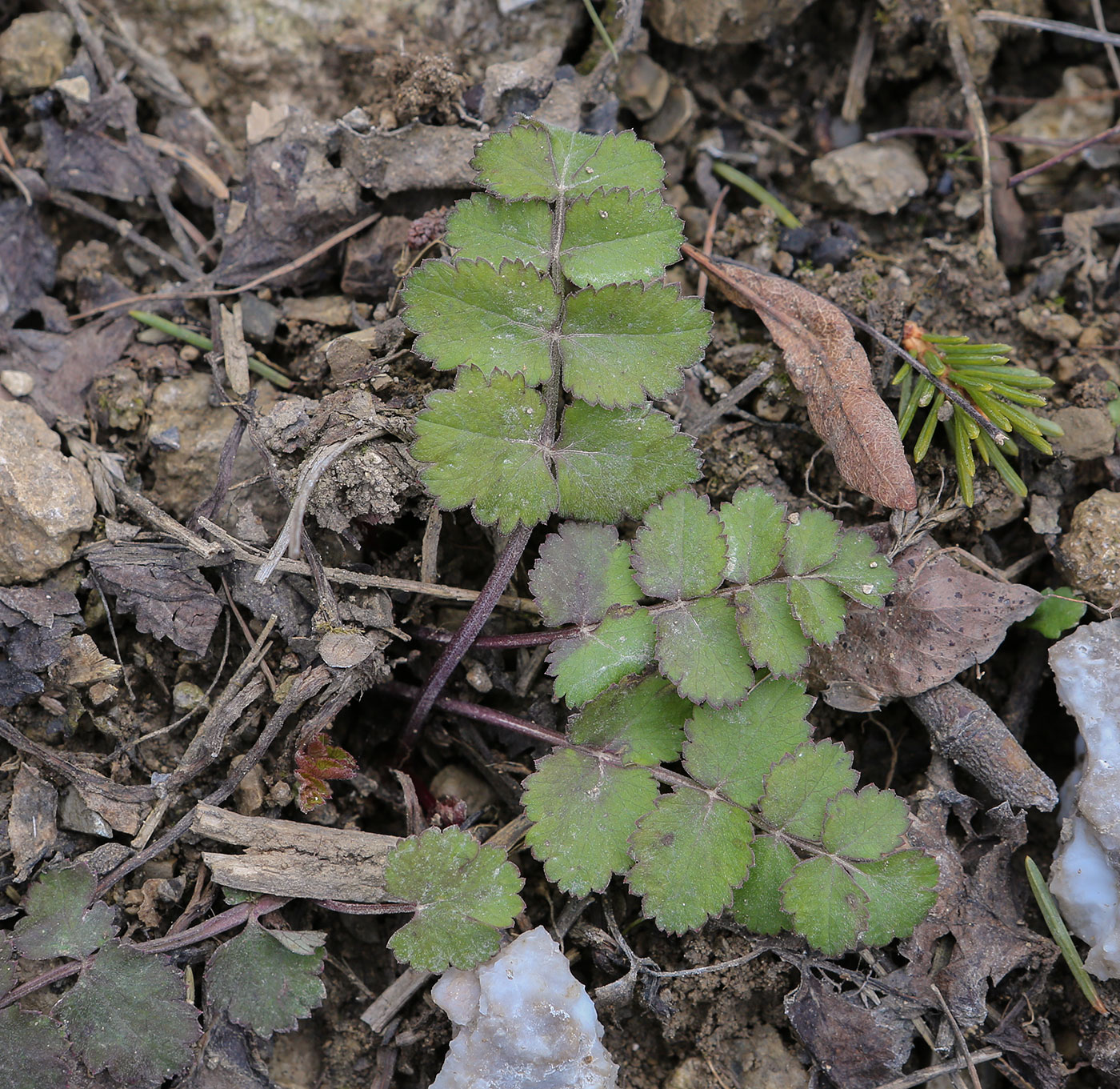 Image of Pimpinella saxifraga specimen.