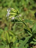 Saponaria officinalis. Верхушка расцветающего побега. Беларусь, г. Витебск, дол. р. Западная Двина выше устья р. Витьба, склон долины, травяной лес с участием Populus и деревьев широколиственных пород. 25.08.2024.