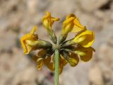View full-size image Hippocrepis comosa