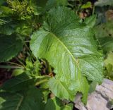 Смотреть изображение Rumex alpinus