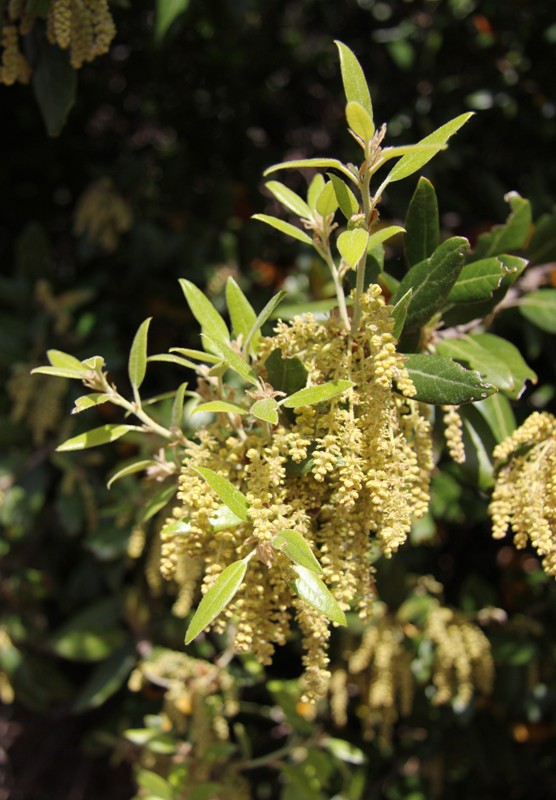 Image of Quercus ilex specimen.