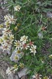 View full-size image Trifolium polyphyllum