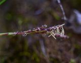 View full-size image Carex digitata